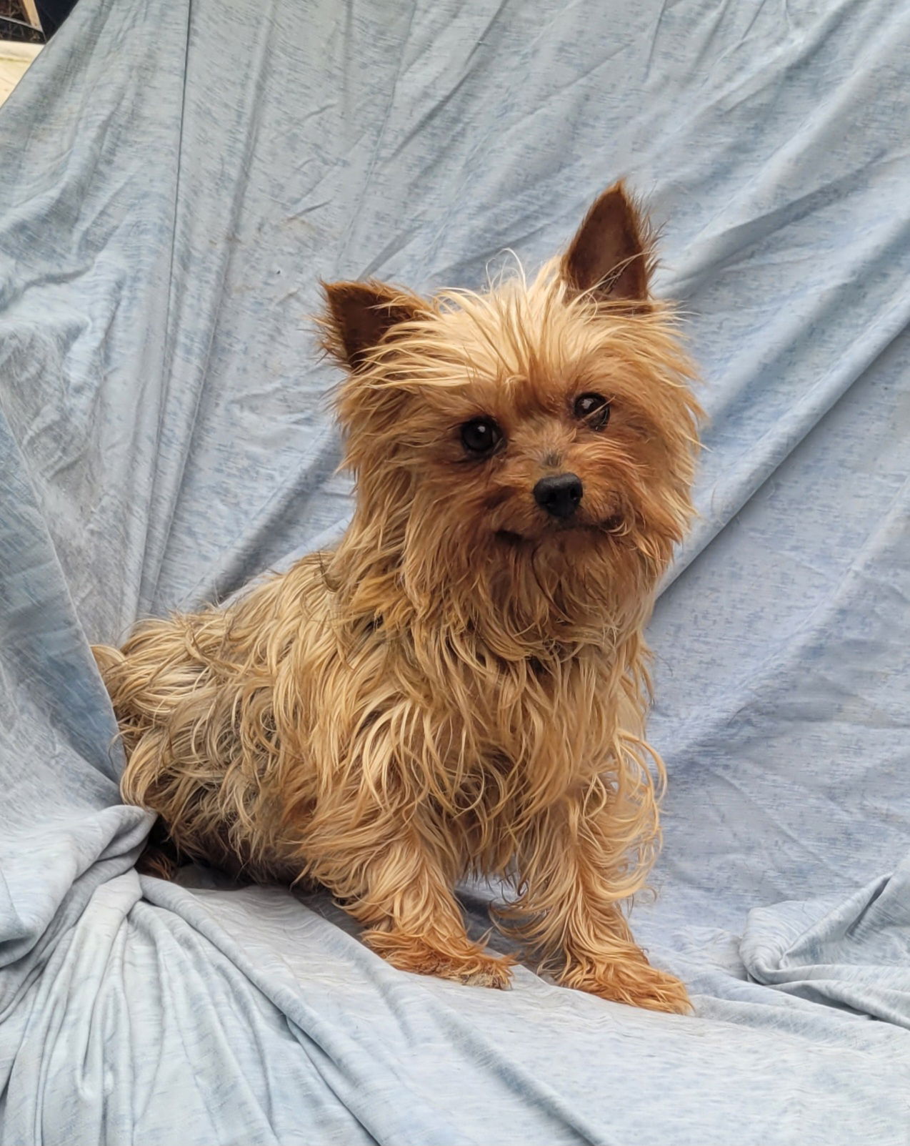 adoptable Dog in Woodsfield, OH named YORKIE