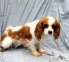 adoptable Dog in  named Blenheim Cavalier