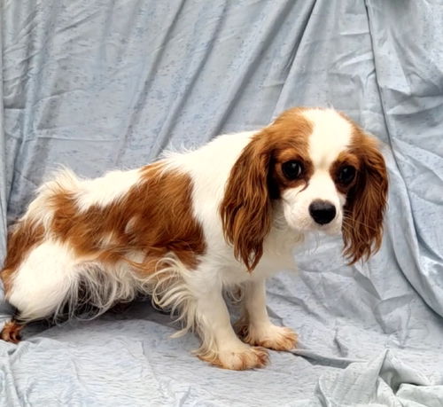 Blenheim Cavalier