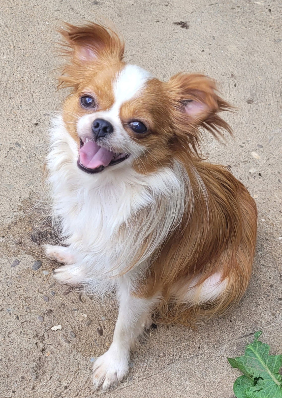 adoptable Dog in Woodsfield, OH named Cheeto Petito 4lbs.