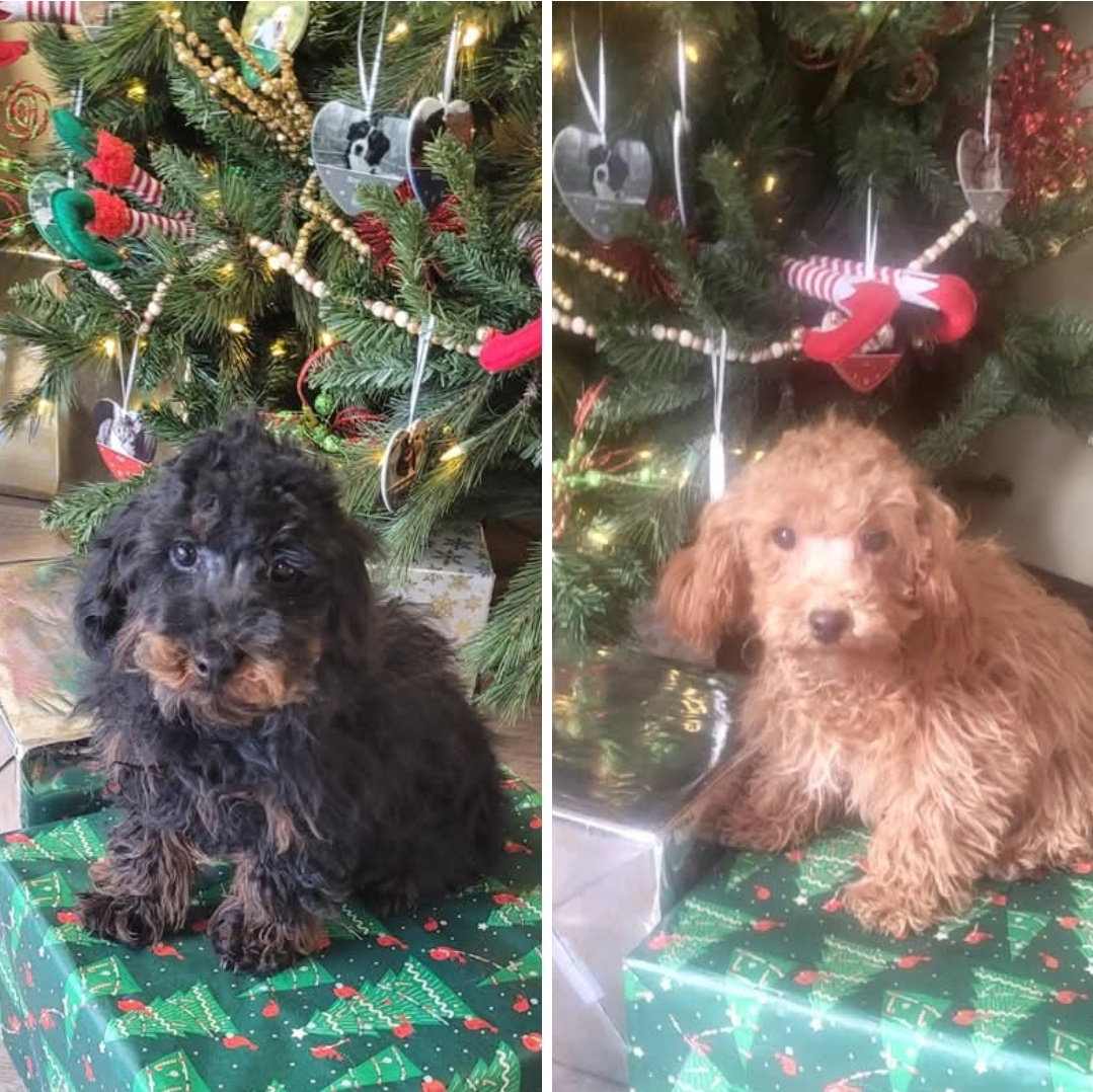 Toy poodle pups male or female