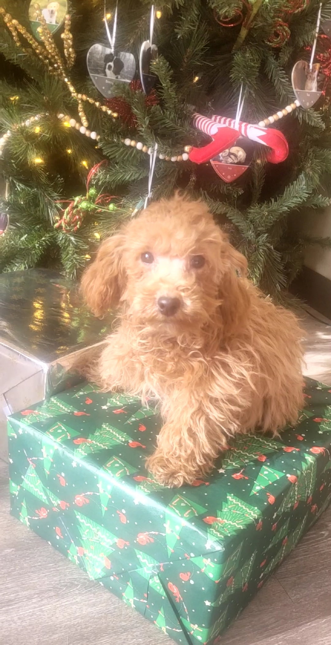 RUDOLPH or DASHER Image