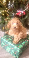 RUDOLPH or DASHER - Photo 1