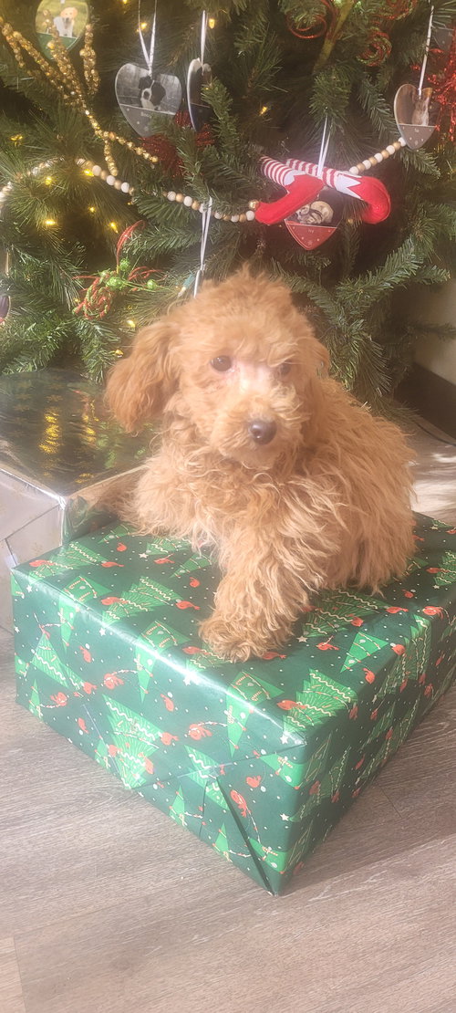 RUDOLPH OR DASHER - Poodle (Toy) available for adoption