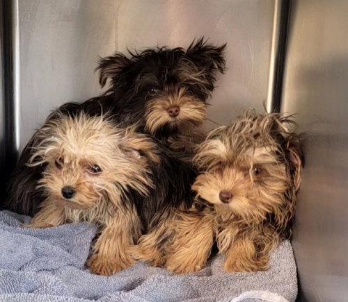 2 FEMALE 1 MALE MERLE COLOR YORKIES - Yorkshire Terrier Yorkie available for adoption