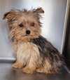 2 female 1 male merle color yorkies - Photo 2