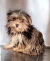 2 female 1 male merle color yorkies - Photo 3