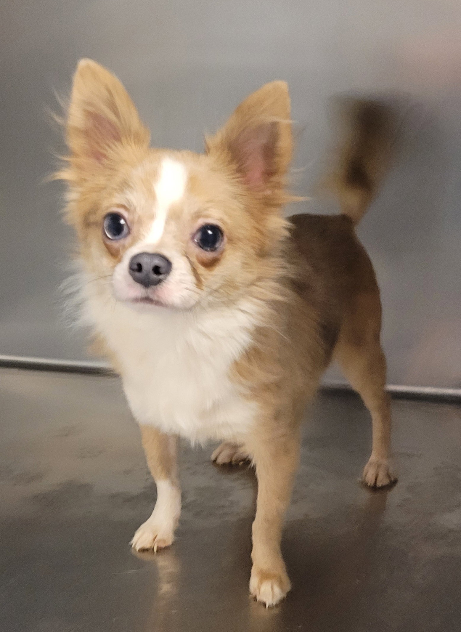 Merle Chihuahua  long hair Image