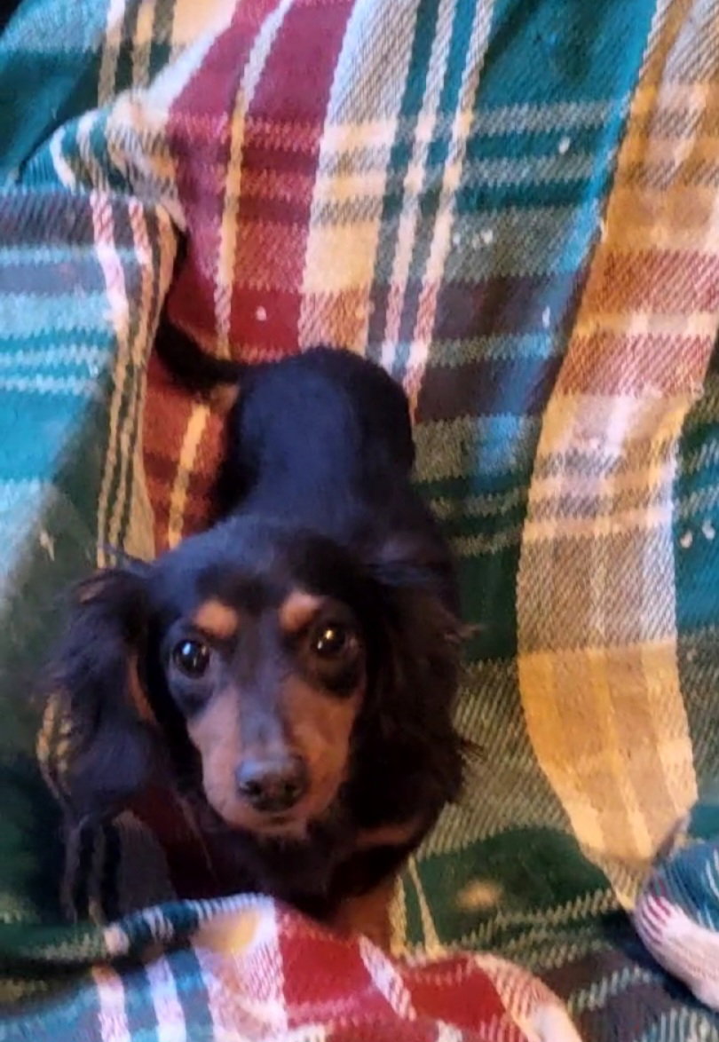 BLK/TAN DACHSHUND-TINY Image