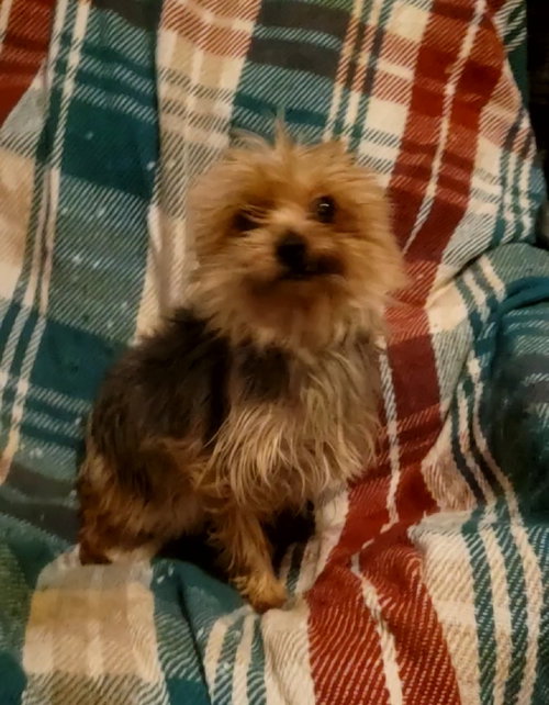 picture of the dog needing adoption