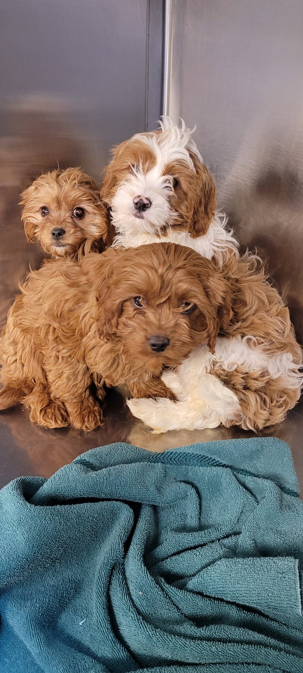 CAVAPOOS male or female