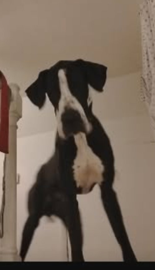 picture of the dog needing adoption