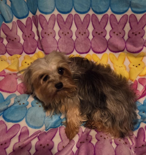 picture of the dog needing adoption