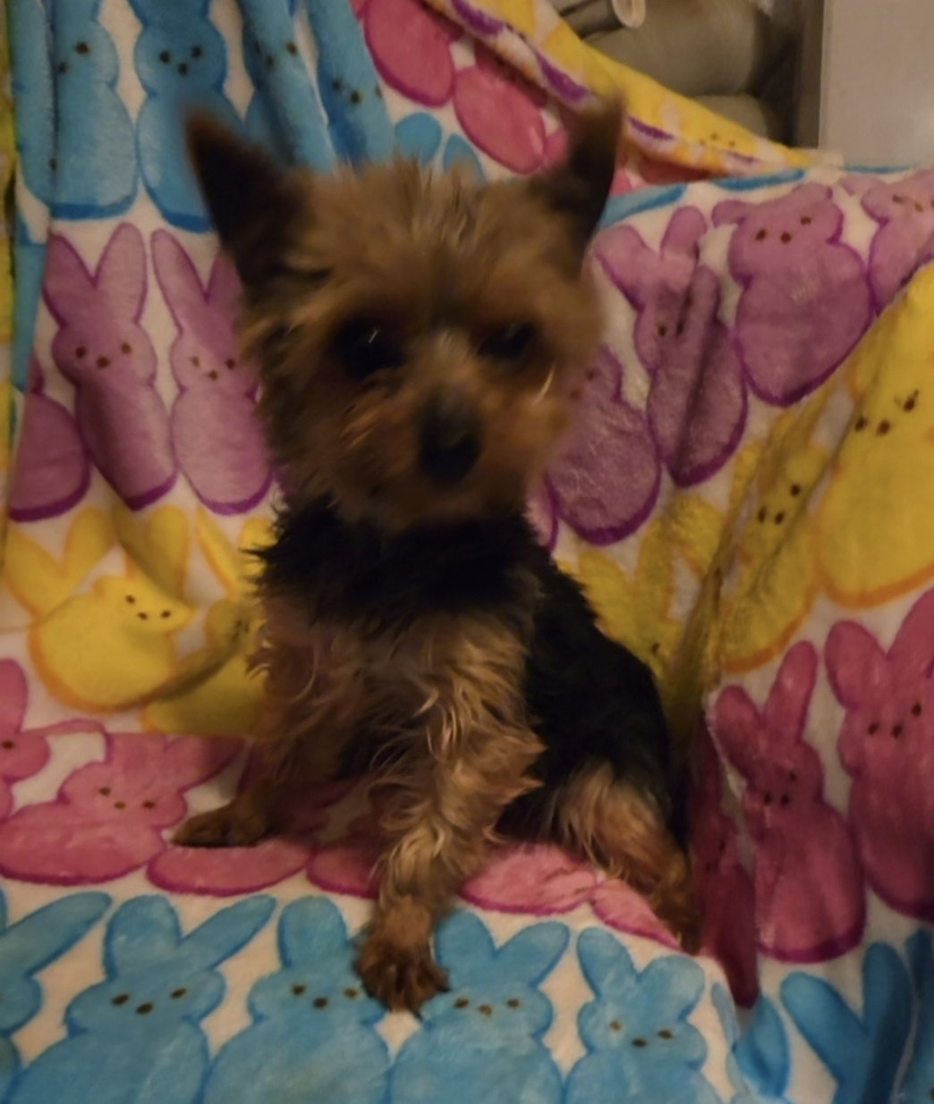 F yorkie 3yrs tiny ("teacup" size)