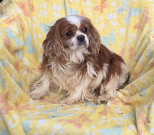 Luv bug!, an adoptable Cavalier King Charles Spaniel in Woodsfield, OH