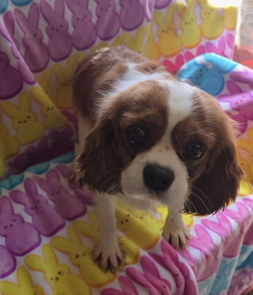 Becca, an adoptable Cavalier King Charles Spaniel in Woodsfield, OH