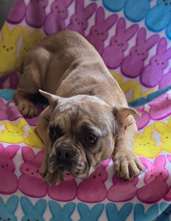 Merle pup