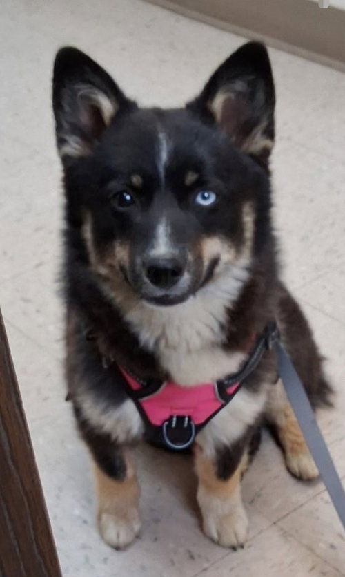 KODA