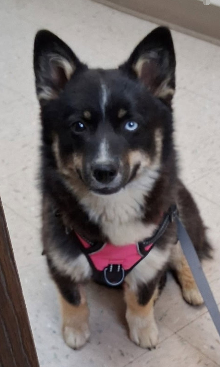 KODA