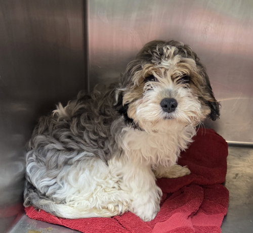 CAVAPOO