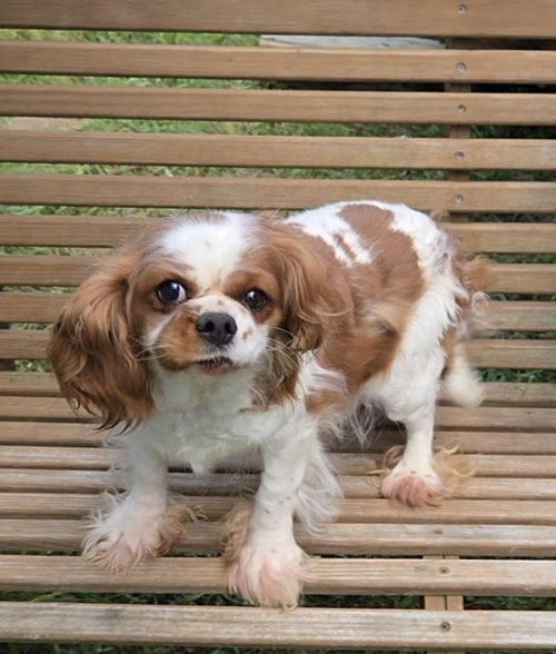 Cavalier  SUPER SWEET