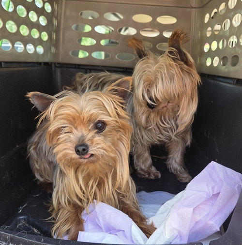 Tiny yorkies