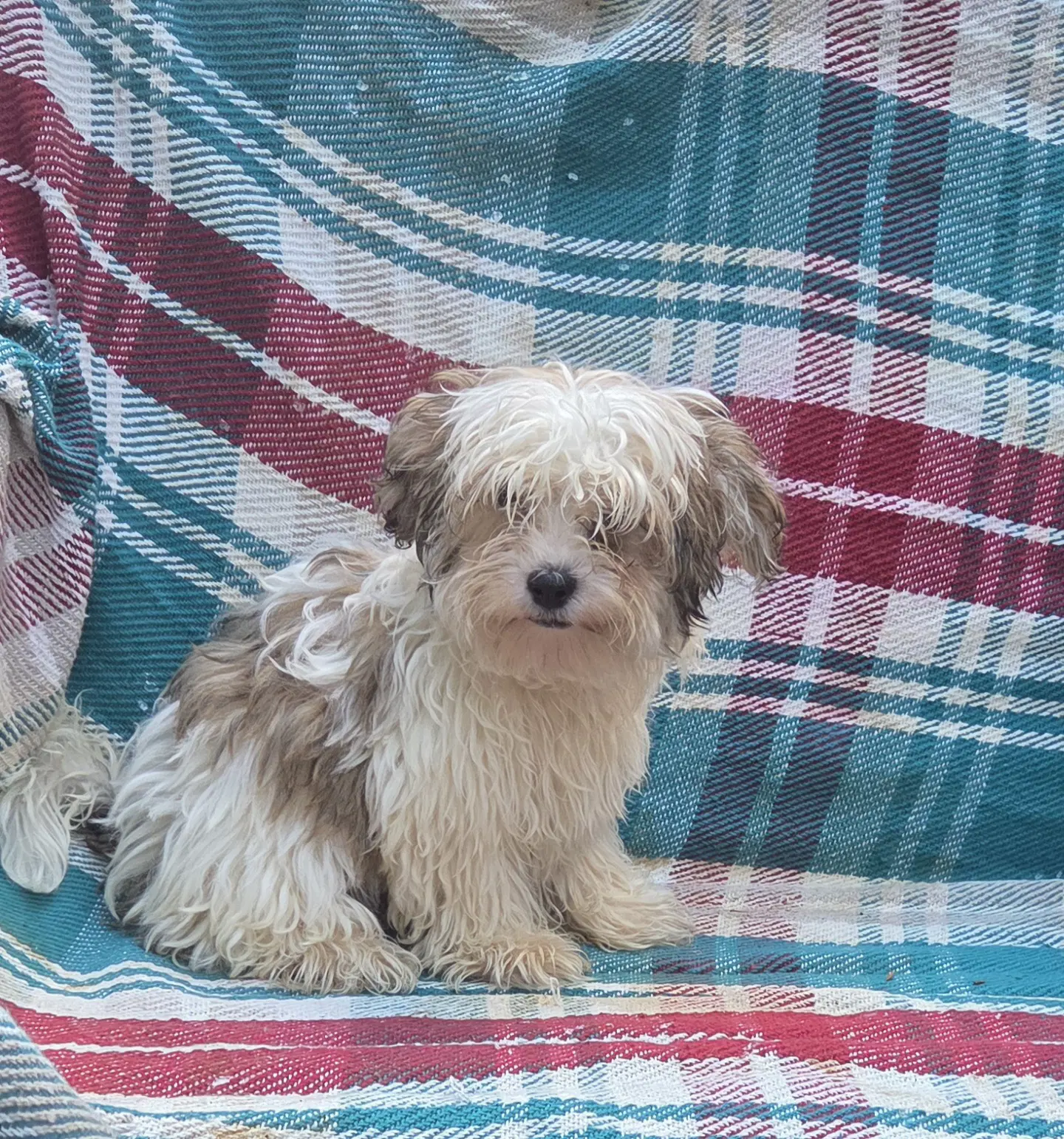 Yorkiepooyochon image 2