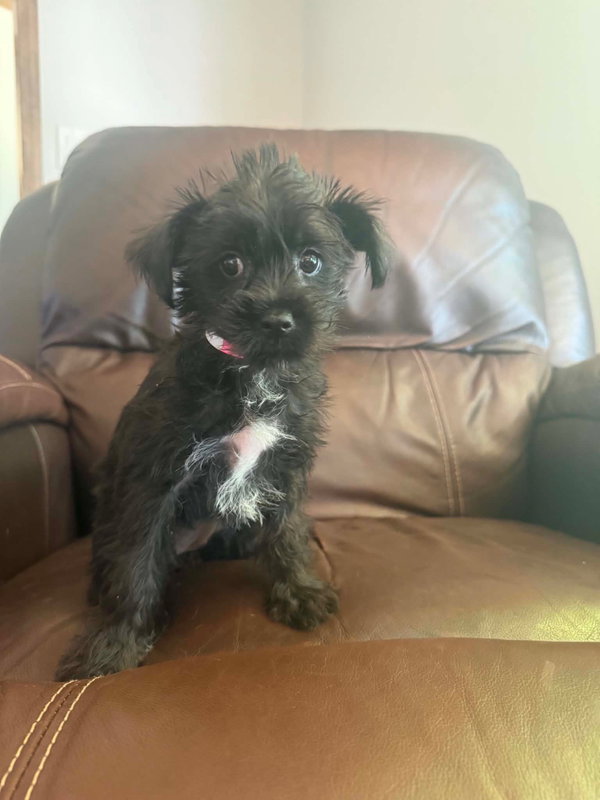 Yorkiepoo/Yochon