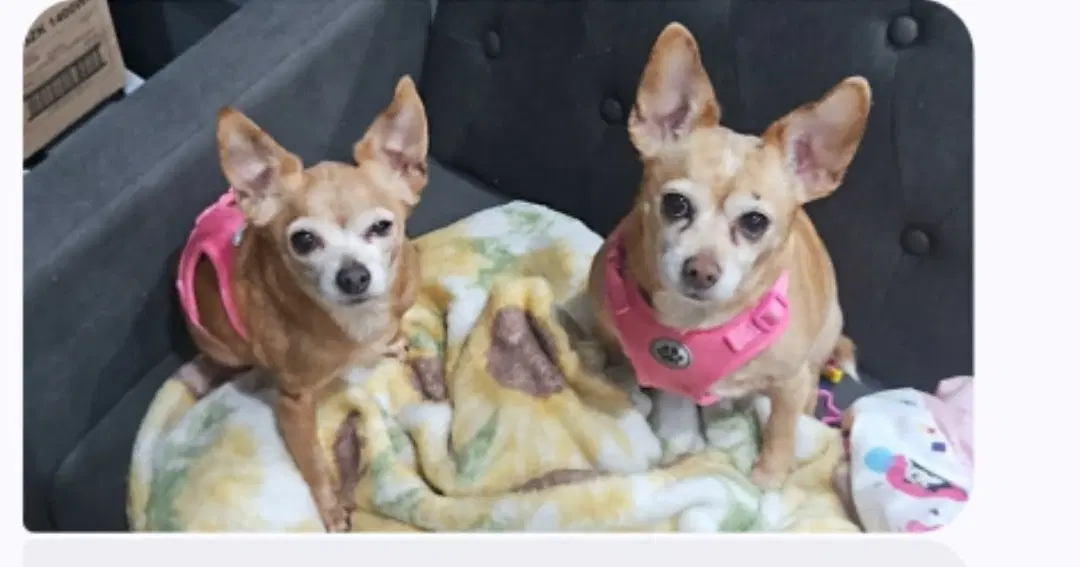 Shirley  Pearl - Chihuahua
