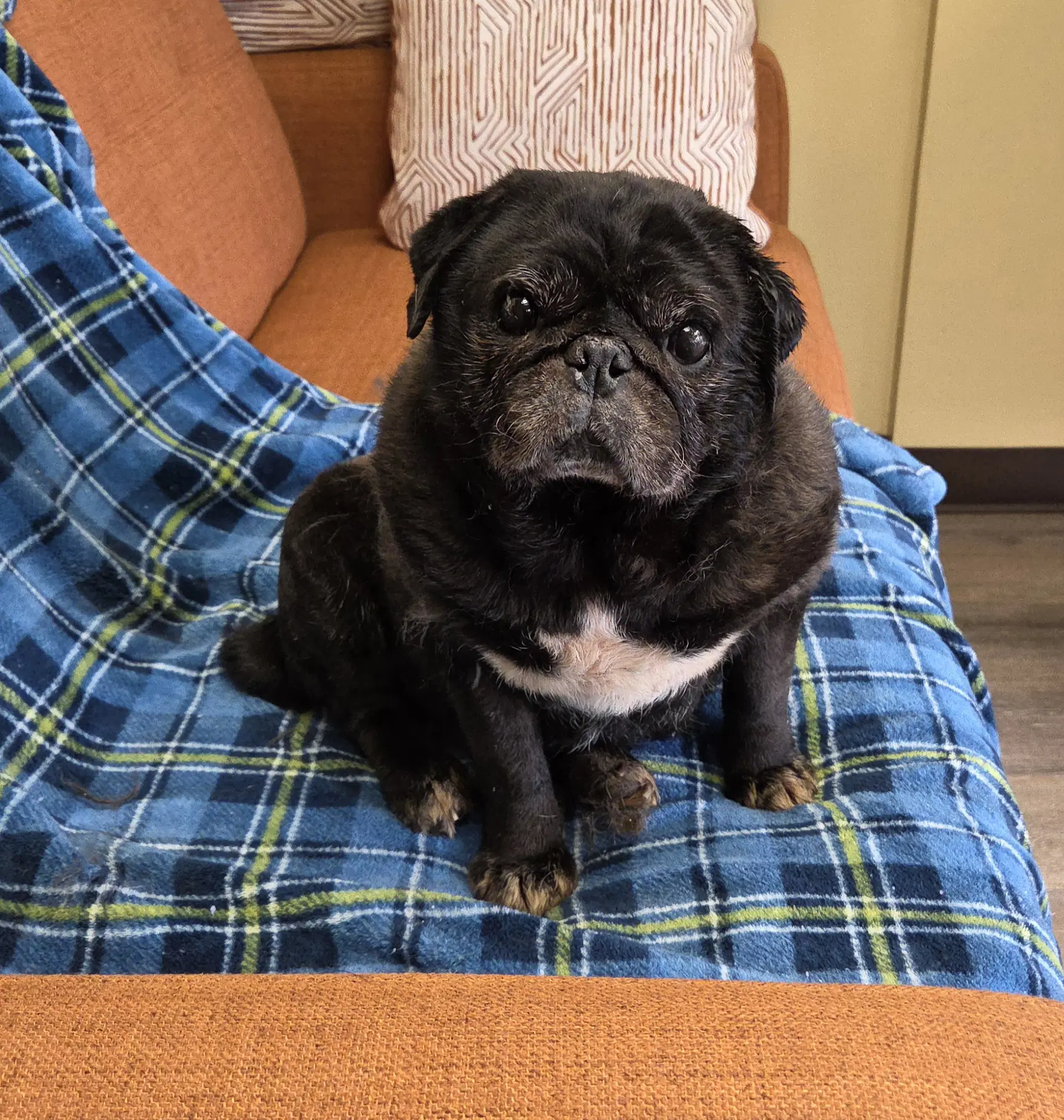 Hoss - Pug