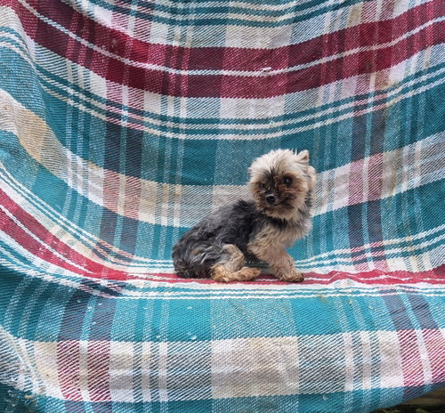 Tiny Yorkie Feisty