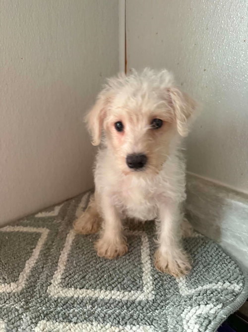 Westie-Poo