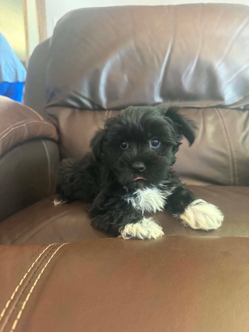 Yorkie Poo