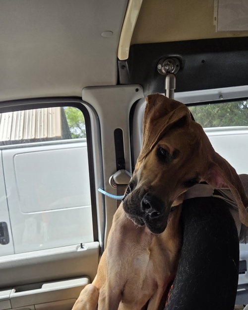 Marmaduke "Duke"
