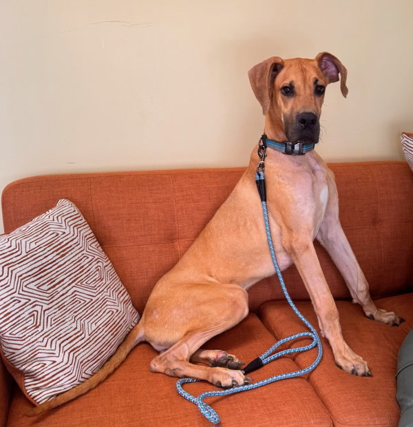 MARMADUKE "DUKE"
