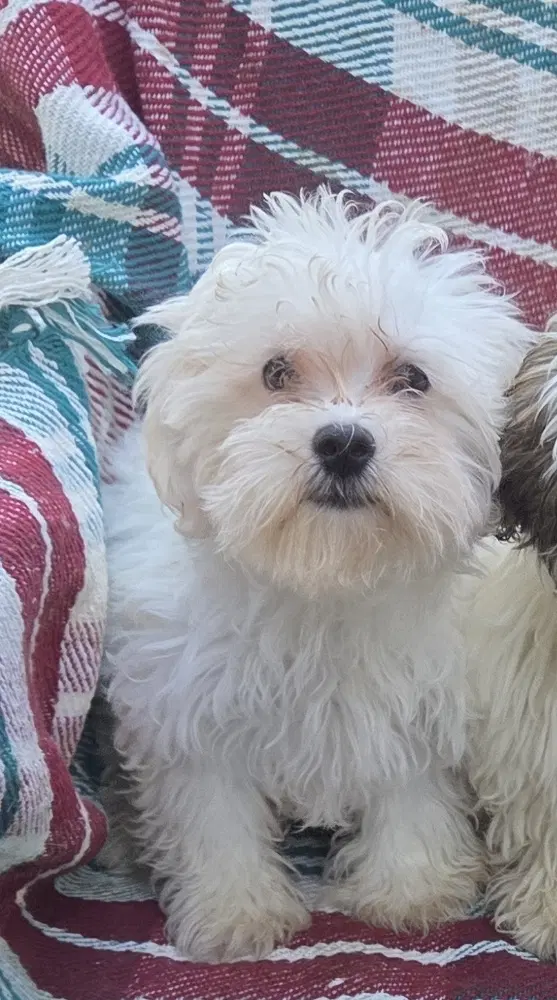 Maltipoo - Maltese