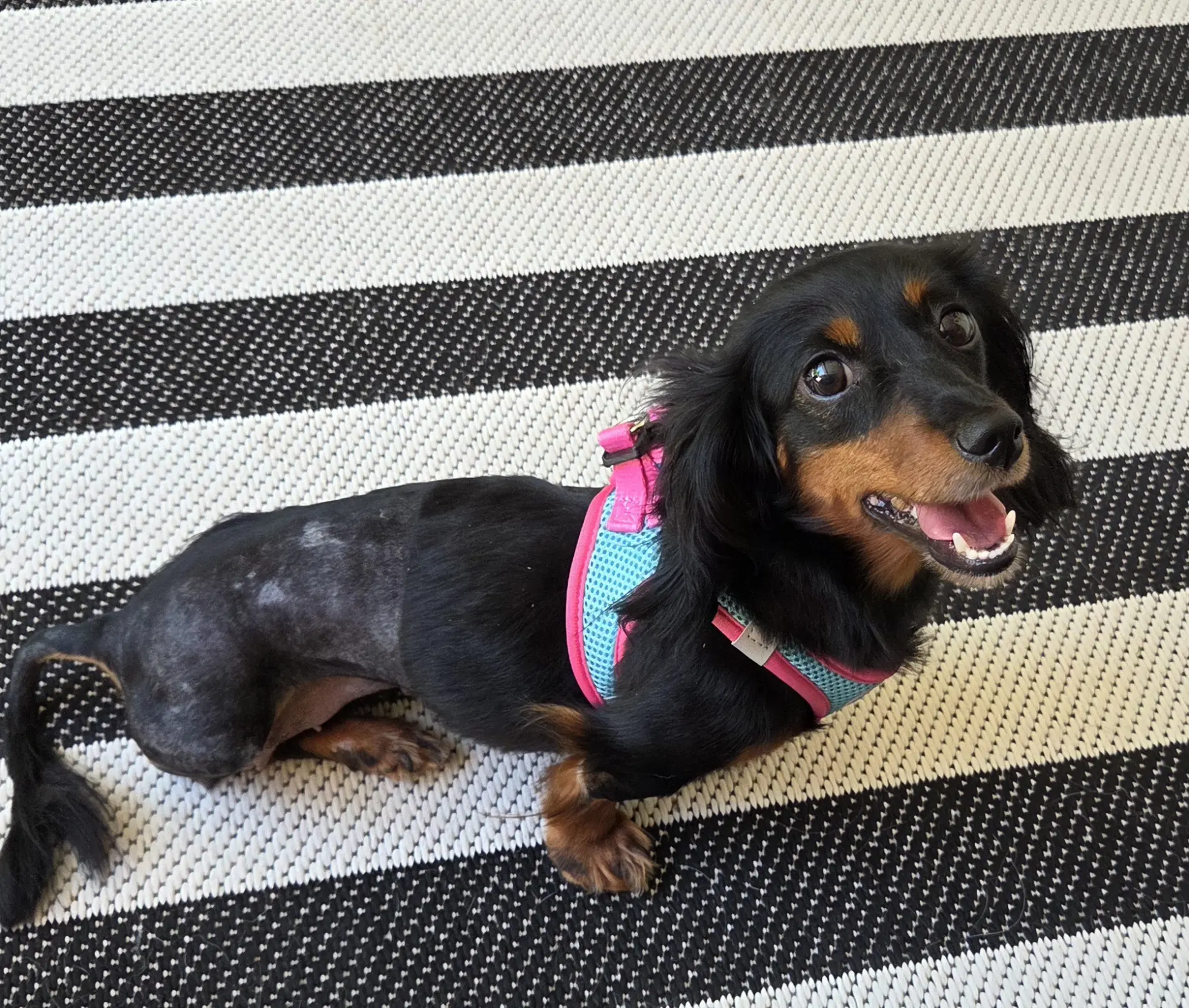 Luna - Dachshund