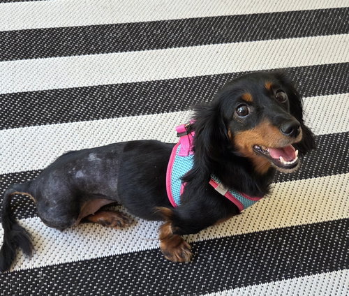 picture of the dog needing adoption