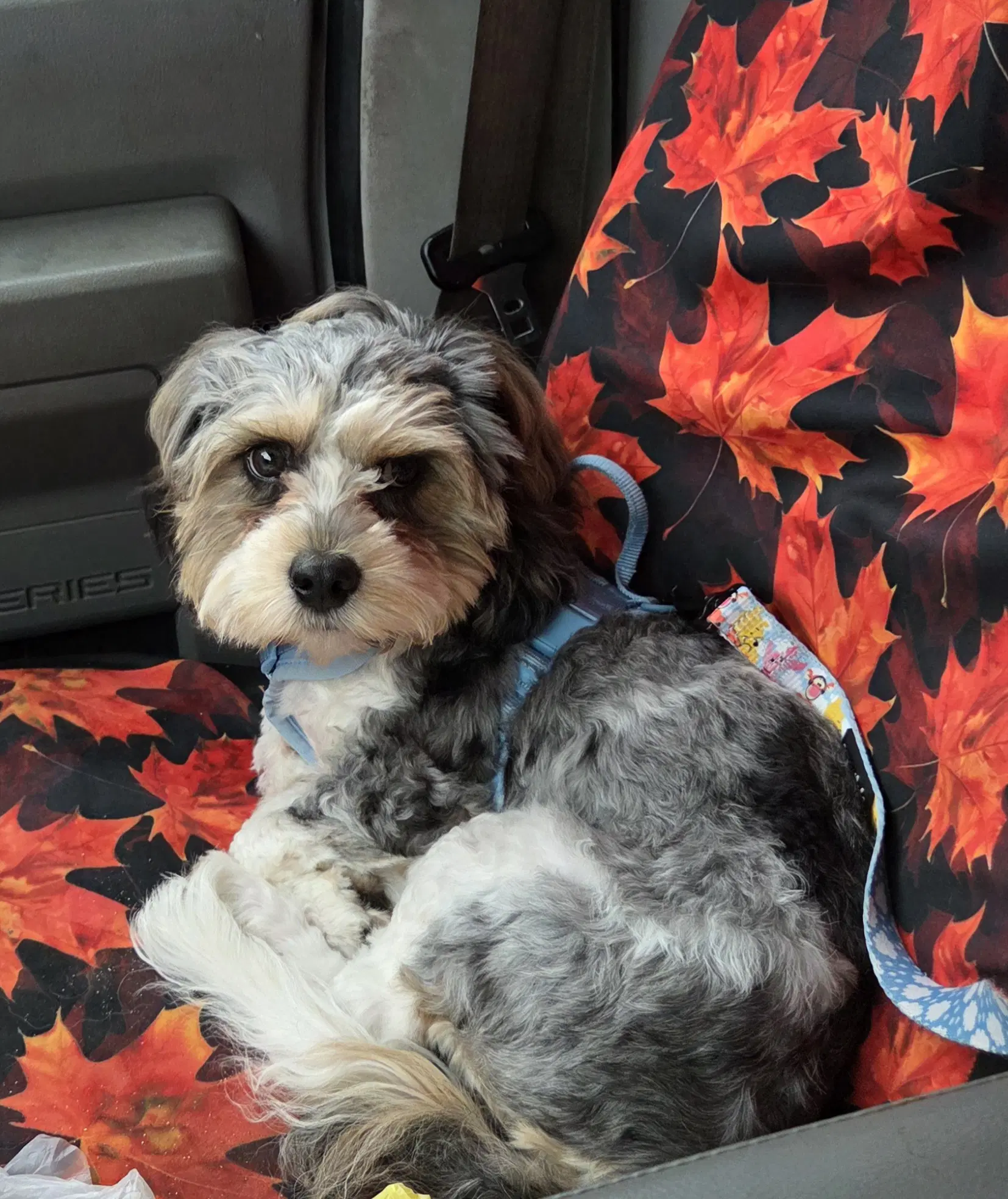Cavachon Super Sweet - Cavalier King Charles Spaniel
