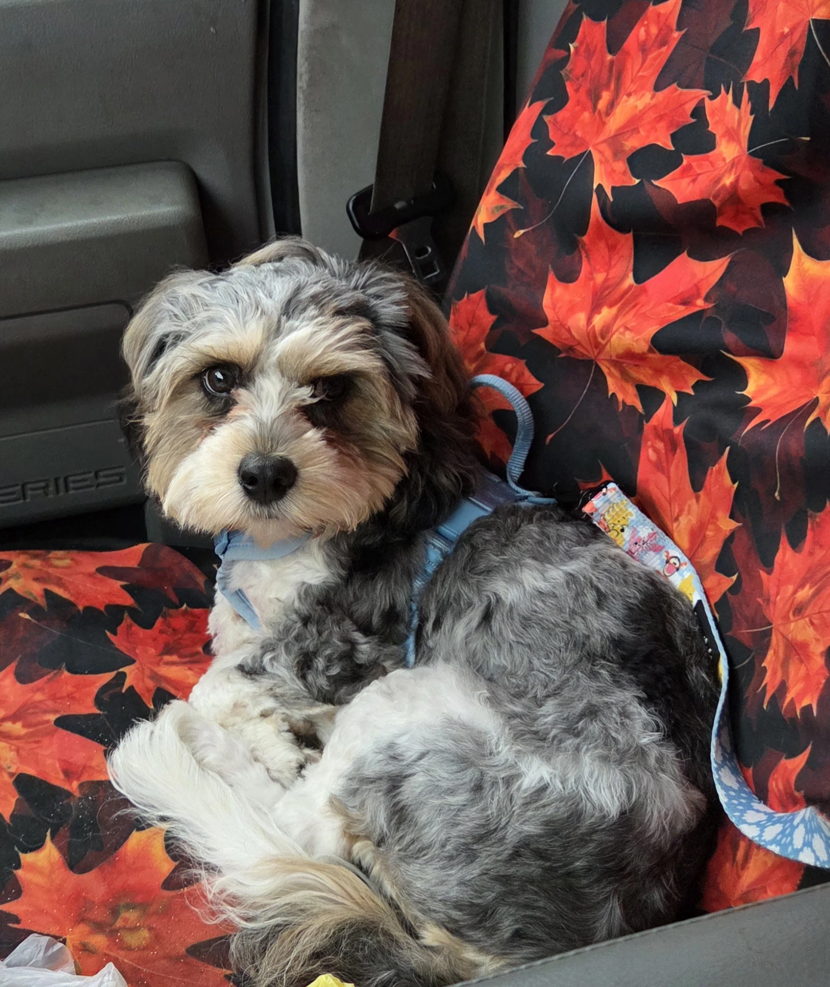 Cavachon Super Sweet