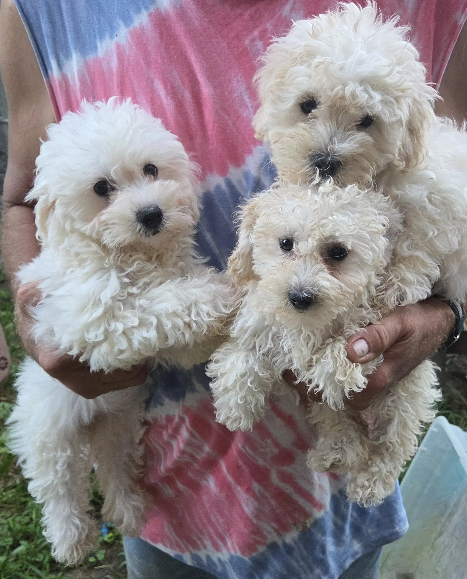 Maltipoo Maltesepoodle - Maltese