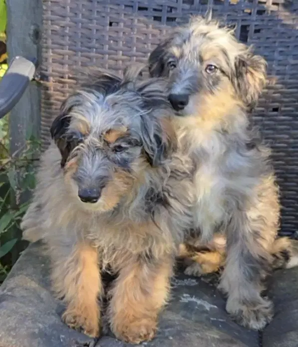 Morti  Monti Mini Aussiepoo - Poodle (Miniature)