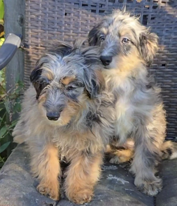 Morti  Monti Mini Aussiepoo