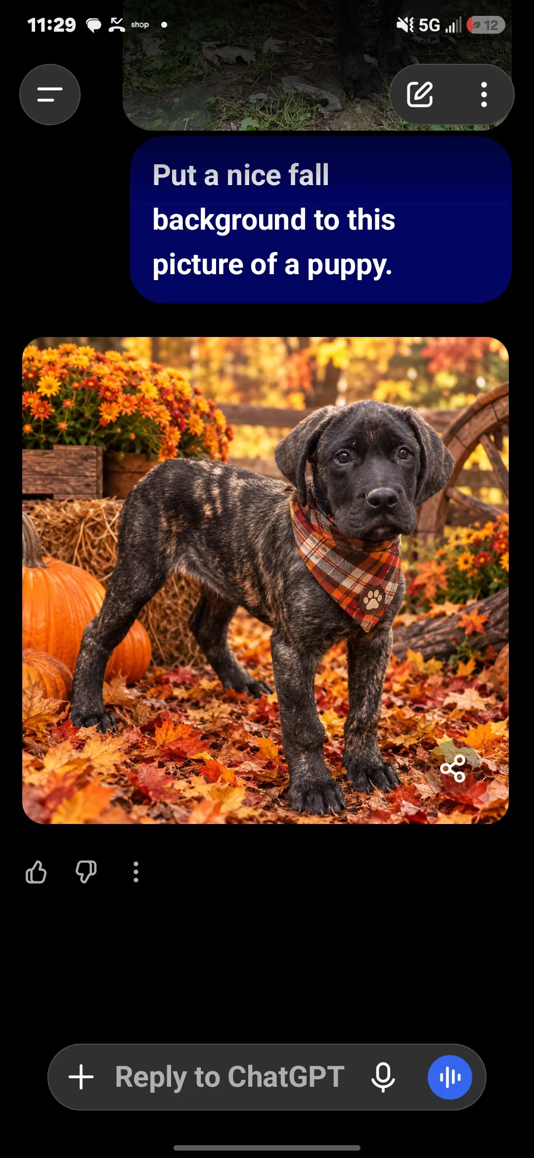 Brutus - English Mastiff