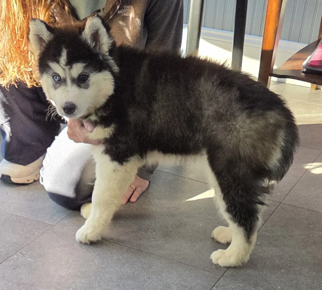 Husky image 3