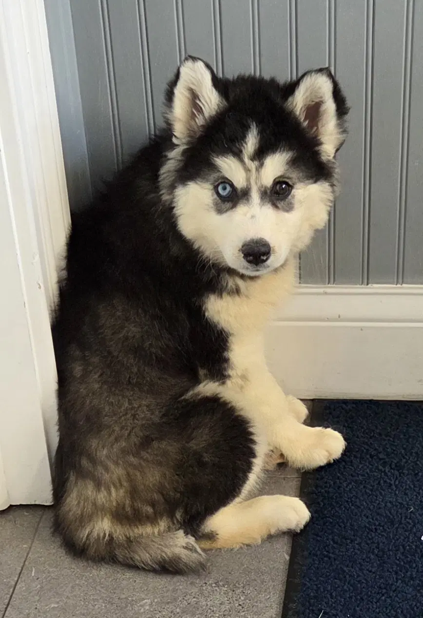 Husky - Siberian Husky