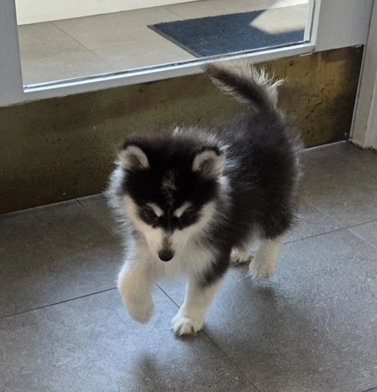 Skeeter Pomski - Pomeranian