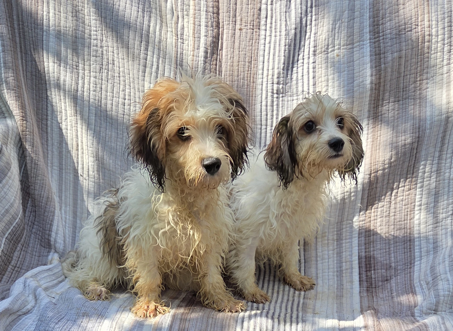 Cavachon  Male Female