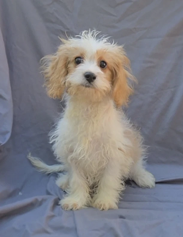 Cavapoo Male
