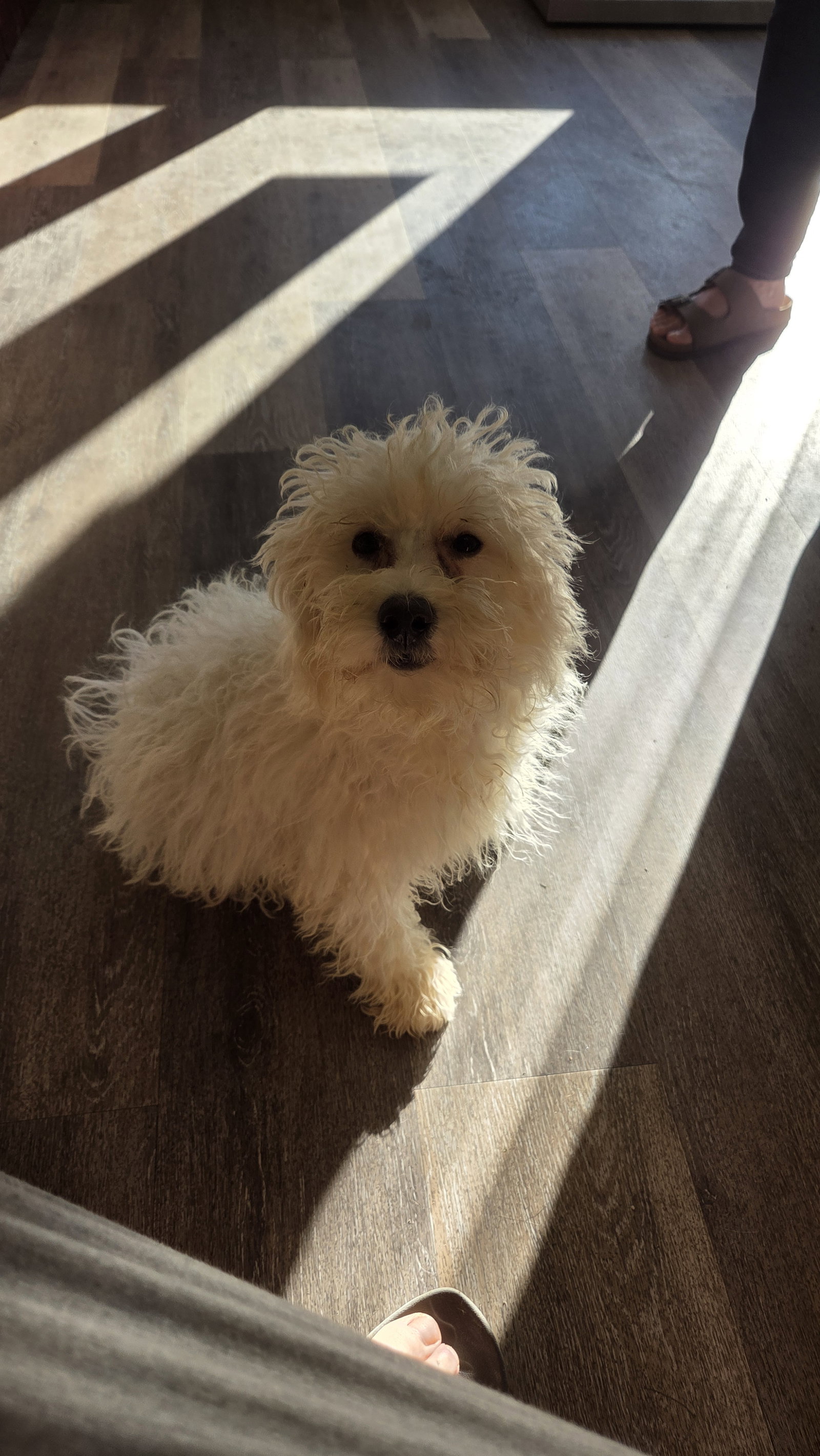 BART (PUREBRED) Super sweet